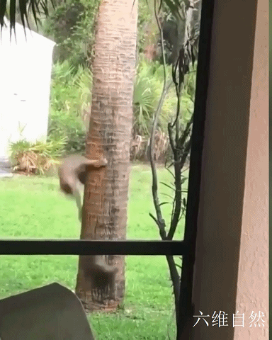 松鼠|国外一只松鼠在树上躲避短毛猫，可不尽快往树顶爬，结果只能被食