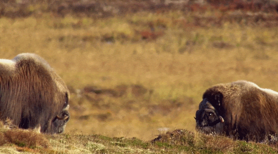 麝牛|嫌我臭？我可是用大熊猫换来的！
