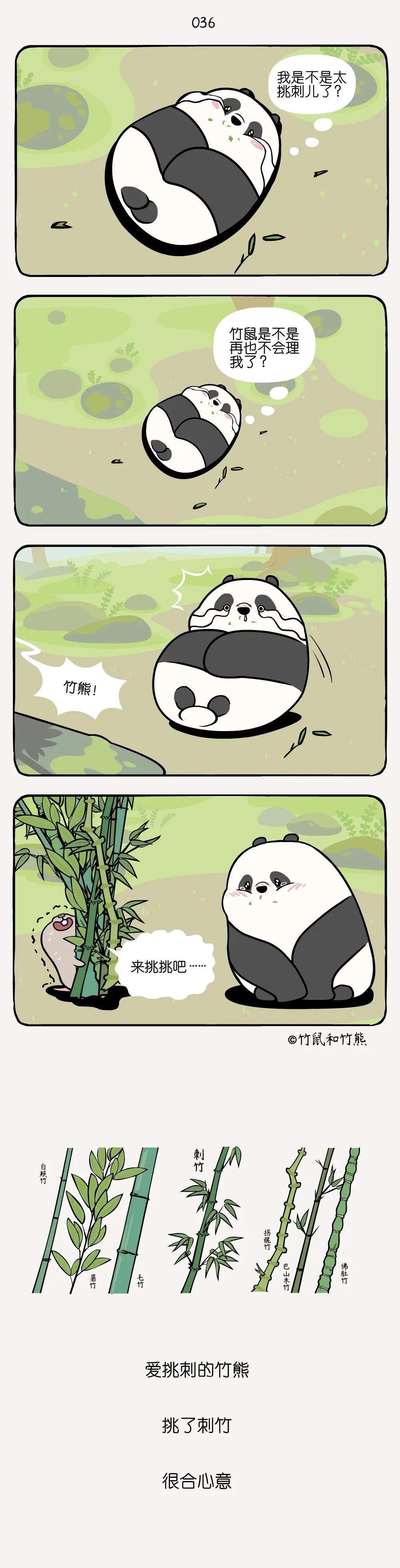 大熊猫|大熊猫也“挑食”？