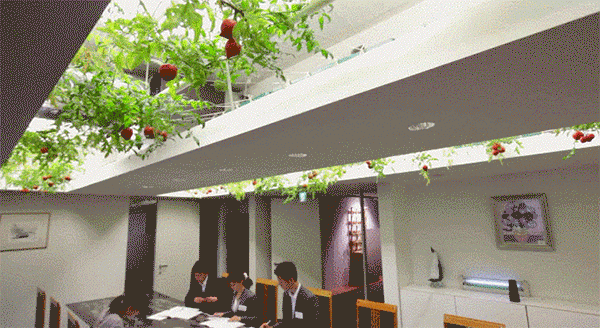 农场|从农场到餐桌，开启办公生活新方式