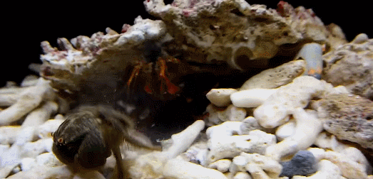 雀尾螳螂虾|“拳风”能打出气爆，双螯能锤碎鱼缸，它凭什么如此嚣张？