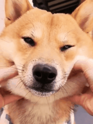 300_398竖版 竖屏gif 动态图 动图