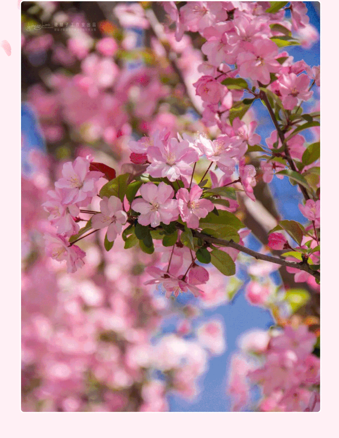 莫愁湖海棠南京人的踏春顶配