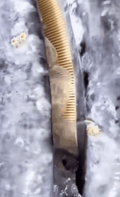 颜值|变胖摧毁颜值的威力，到底有多大？看看这些明星的对比照就知道了