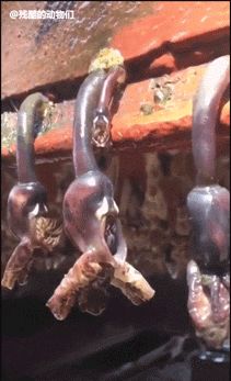 颜值|变胖摧毁颜值的威力，到底有多大？看看这些明星的对比照就知道了