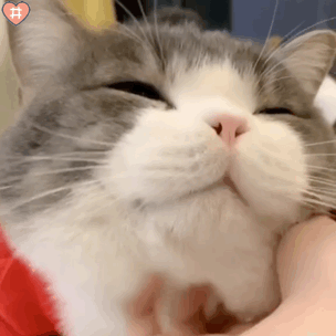 为什么人会不由自主地觉得猫很可爱