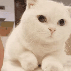 299_299gif 动态图 动图