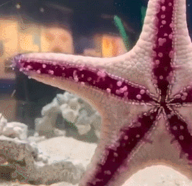 海星|听说胶东半岛海星泛滥，我脑海中出现了108道烹饪方法