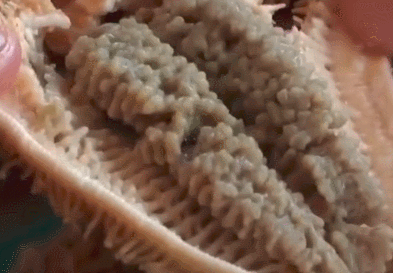 海星|听说胶东半岛海星泛滥，我脑海中出现了108道烹饪方法