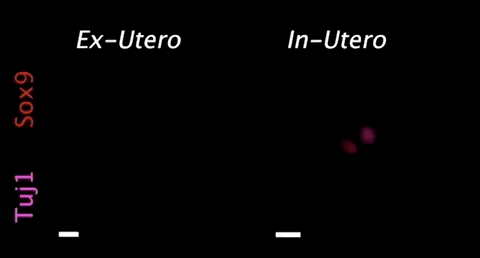 胚胎|科学家首次用机械子宫，让哺乳动物胚胎在体外存活6天丨Nature
