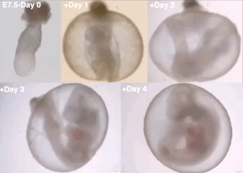 胚胎|科学家首次用机械子宫，让哺乳动物胚胎在体外存活6天丨Nature