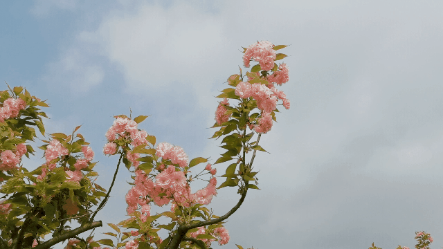 今日春分寻匀城一处繁花似锦