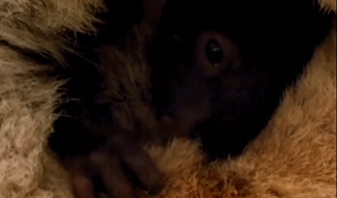 兔子|兔兔这么可爱，为什么要吃屎？