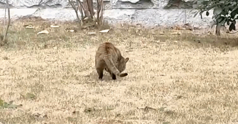 兔子|兔兔这么可爱，为什么要吃屎？