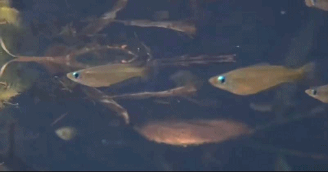 兔子|兔兔这么可爱，为什么要吃屎？