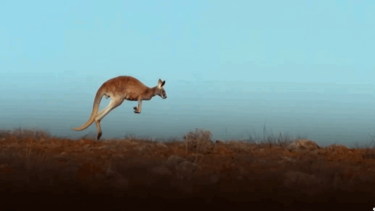 这里有活力十足的袋鼠宝宝,也有可爱却凶残的袋獾宝宝……今晚,小九邀