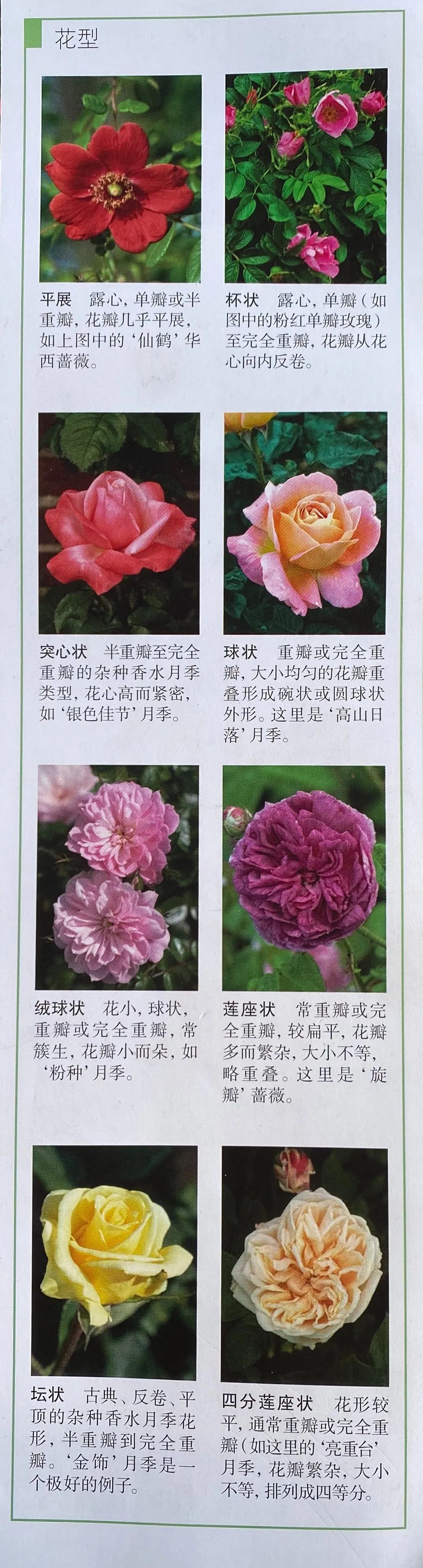 奇葩还是优雅 这些月季花型到底有多妙 戳 腾讯新闻