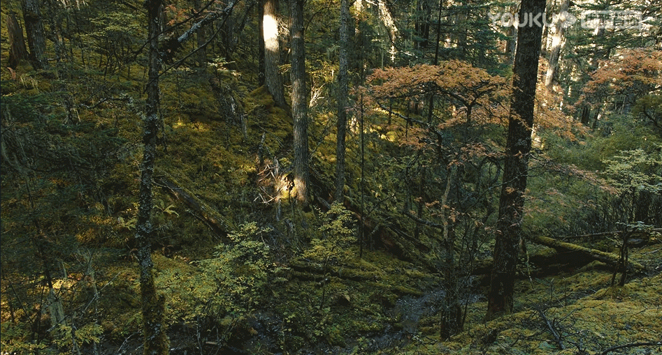 《司藤》取景地曝光!1.4亿人热议的宝藏省份太适合旅行了!_腾讯新闻