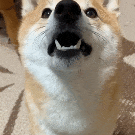 萌宠表情包:心死了,真的!_腾讯新闻