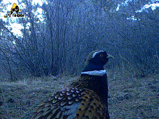 野鸡:我不配冷漠的我冷漠地看完了冷漠的动物们的生活.