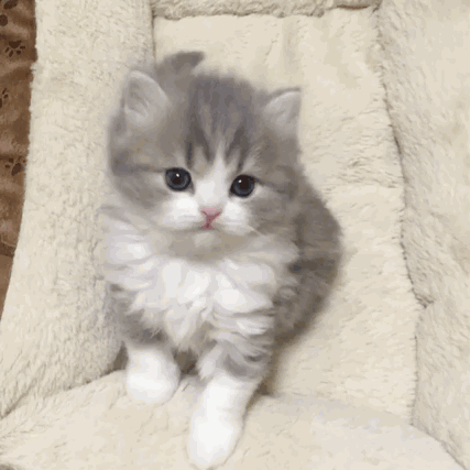 427_427gif 动态图 动图