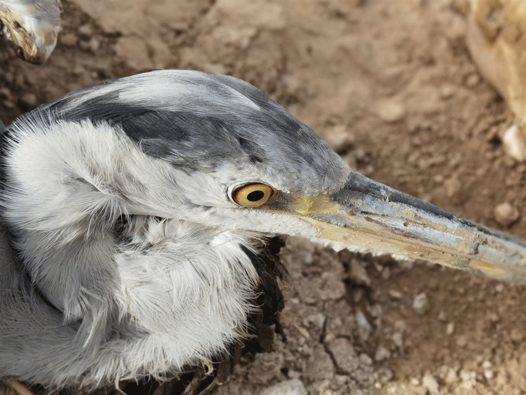 暖心受伤苍鹭被困鱼塘惠农区爱心人士接力救治