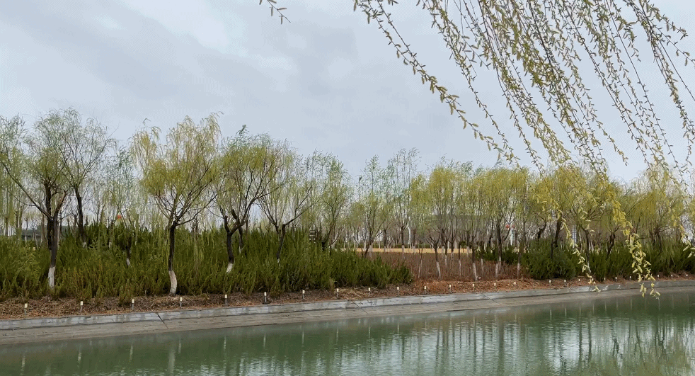 醉美二师丨春雨足染就一城新绿