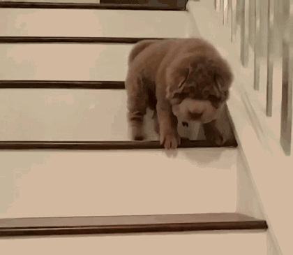 小奶狗刚学下楼梯,"滚"基本上就是汪生的必修课了