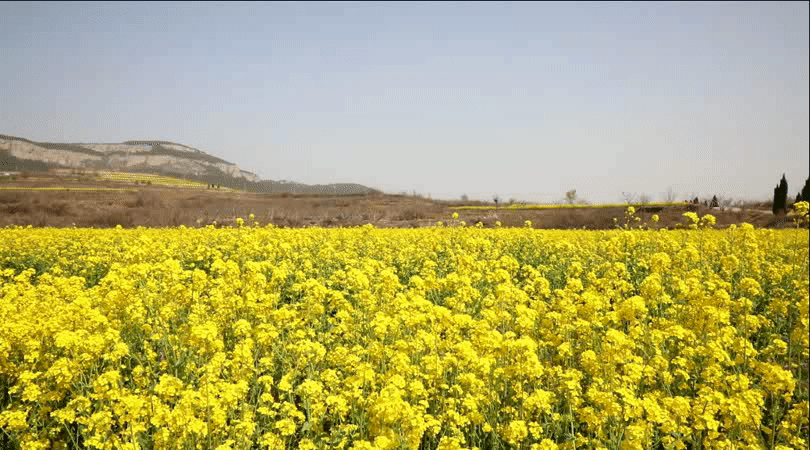 【美哉长清】一沐春风万顷黄:邀你打卡双泉油菜花_腾讯新闻