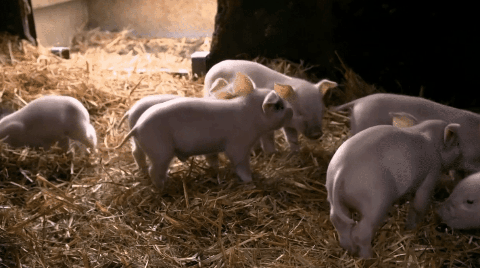 小猪们生活在室外,有自己的小房子,庭院和饲料槽,就像一个小镇