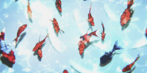 小身体一摇一摆人畜无害的样子惹人怜爱金鱼一向是"治愈系"宠物的代表