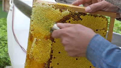 是信得过的,我光顾了有5年以上了,采蜜的时候我