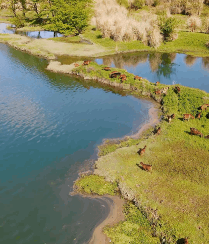 "的景致一阵微风吹来大片的植物在微风下摇曳成群结队的山羊奔腾而过