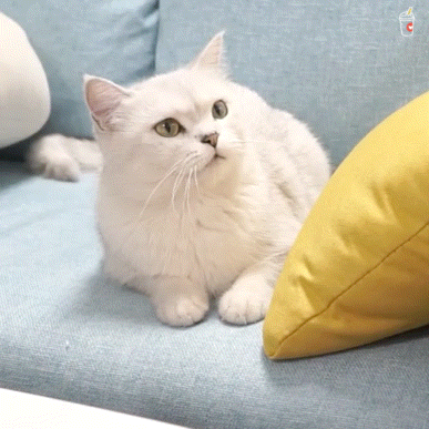 387_387gif 动态图 动图