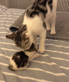 如何做 才能让生完孩子却不带孩子的母猫开始带孩子 腾讯新闻