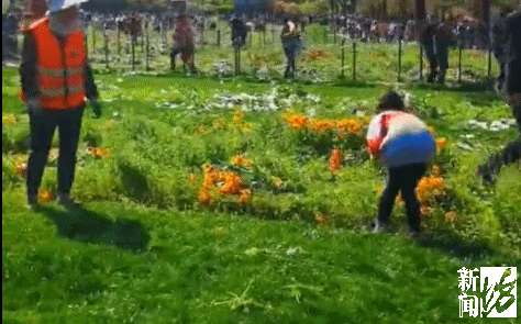 草地上视频中只见的视频正在热传郁金香遭游客采摘拾捡""上海大宁公园