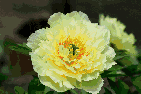 遵义这里牡丹花开了走宠她