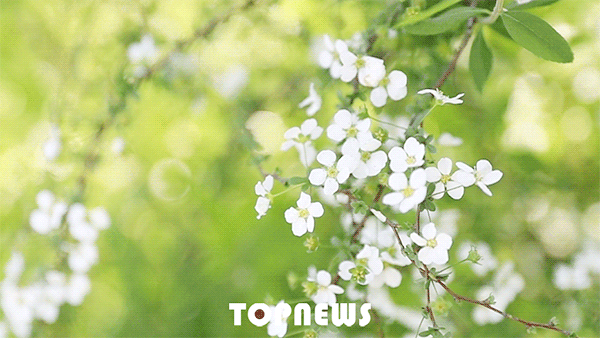 这里春暖花开,阳光正好,一切都生机勃勃,富有朝气.