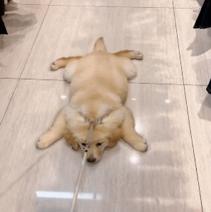 296_298gif 动态图 动图