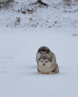 要是小奶狗不会长大,那该有多好呀!