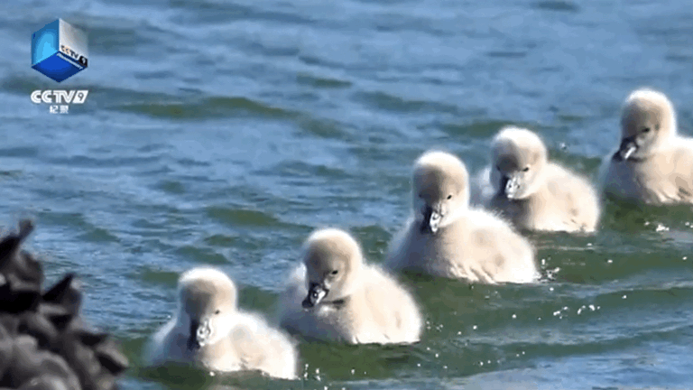 今日播出丑小鸭出游记