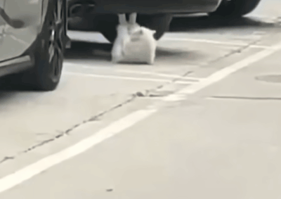 仰卧起坐没起来我家猫嘲笑我是个废物