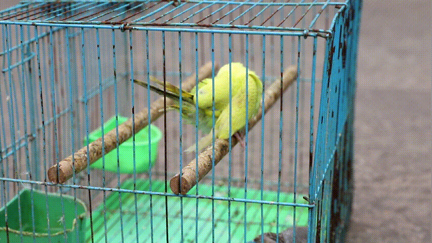 竹鸡,领雀嘴鹎,黄腾等品种共48只如:画眉,鹩哥,牡丹鹦鹉,相思鸟兴文县