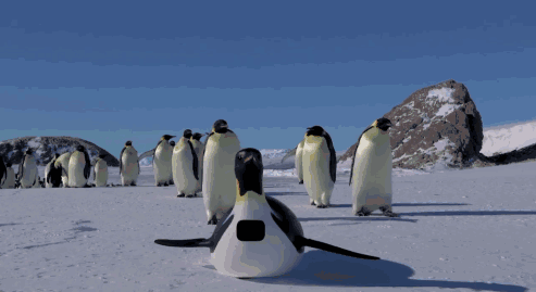 为什么北极没有企鹅?19世纪放养北极的69