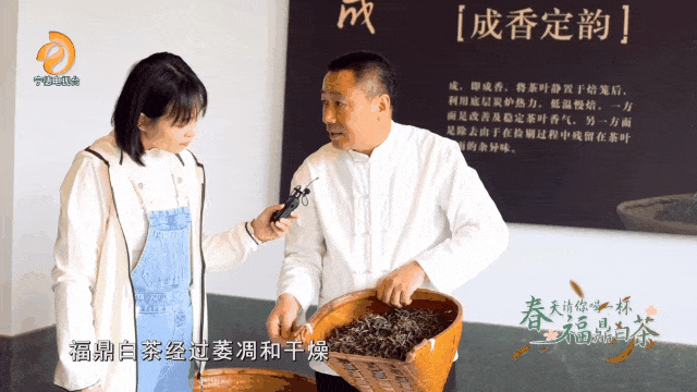 视频主播带你游春天请你喝一杯福鼎白茶
