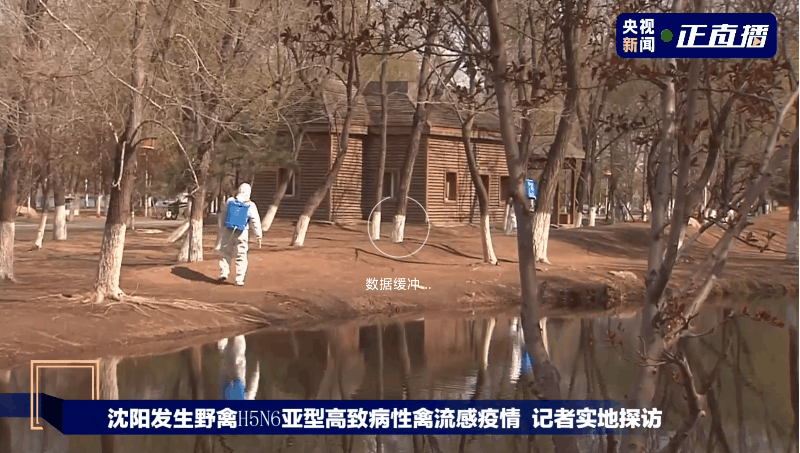 沈阳突发禽流感疫情!哪来的?传人吗?现场视频来了