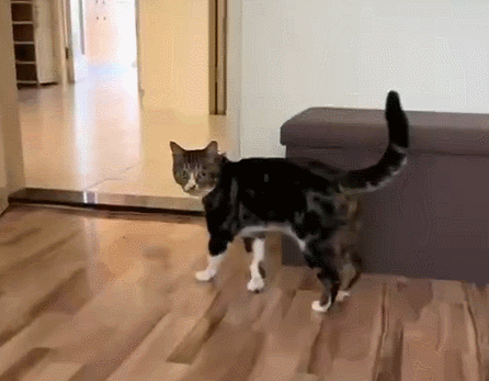 不懂就问如何才能成为抖音顶流猫