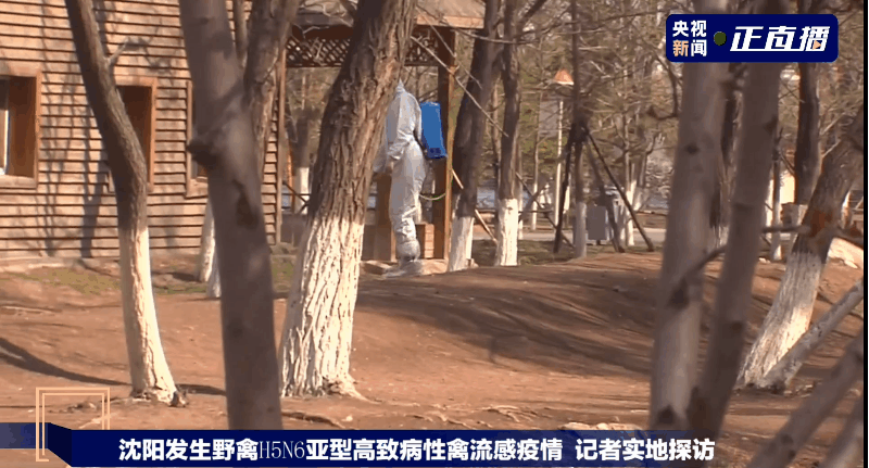 沈阳突发禽流感疫情!哪来的?传人吗?现场视频来了