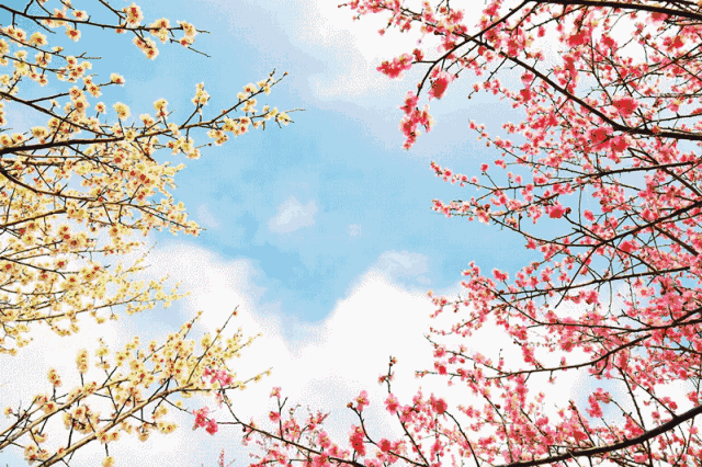 640_426gif 动态图 动图