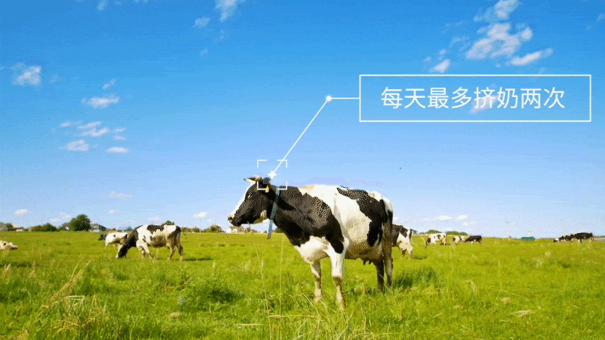 用这些富含高蛋白质的营养牧草喂养出的奶牛,也产出了超高品质超臻稀